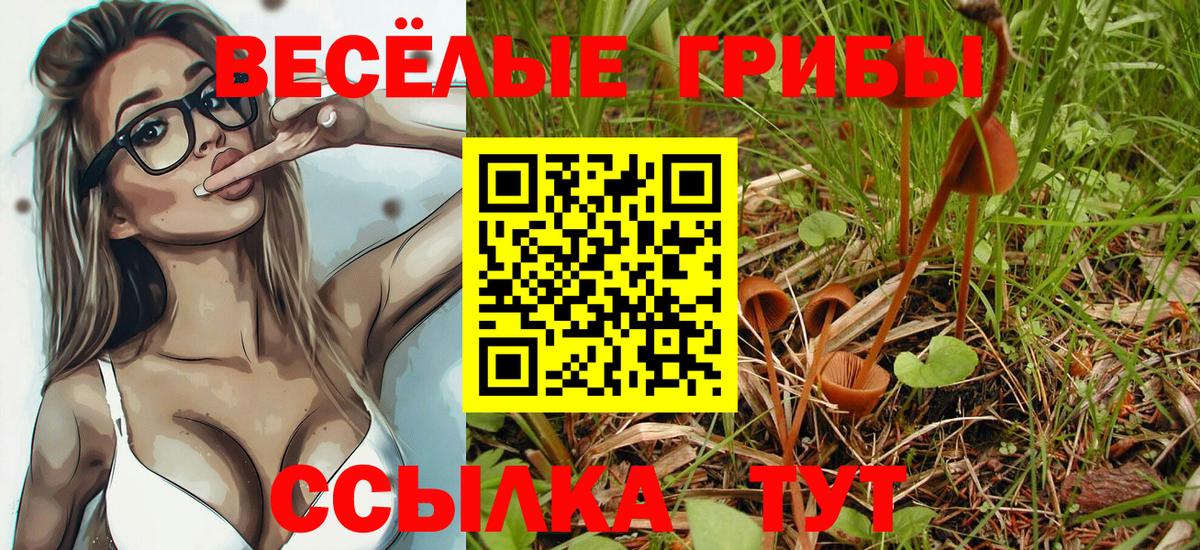 МЕФ Камышин